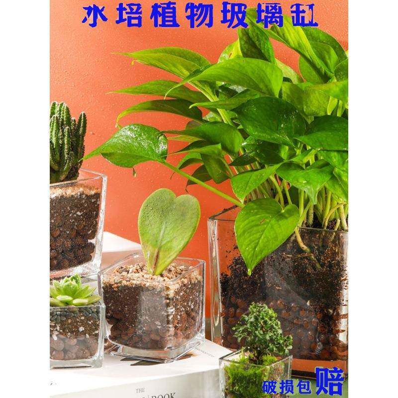 简约水培花盆正方形玻璃花瓶透明绿萝水养植物器皿乌龟缸摆件插花