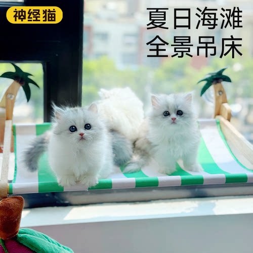 猫吊床【猫咪悬挂式观景台】