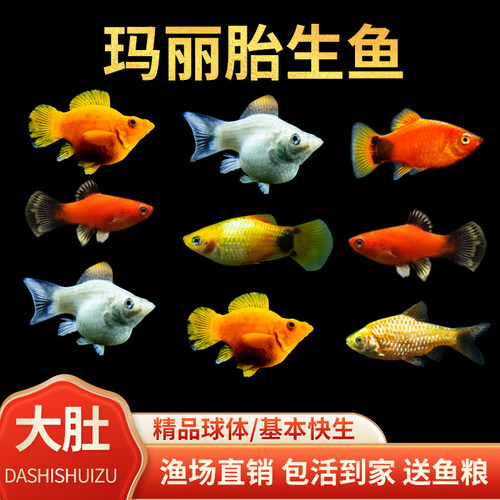 胎生鱼玛丽鱼皮球鱼好养耐活观赏鱼活体易繁殖小型热带鱼米奇包邮 - 封面