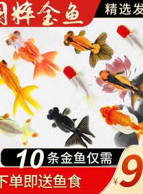 金鱼活鱼冷水鱼观赏鱼小型淡水好养鱼苗小金鱼兰寿锦鲤鱼