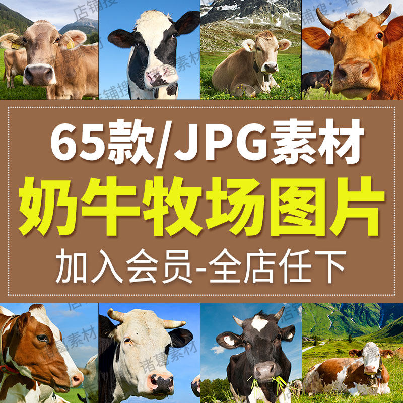 高清牛图片奶牛群黄牛水牛耕田公牛犊牦牛吃草牧场草原照jpg素材