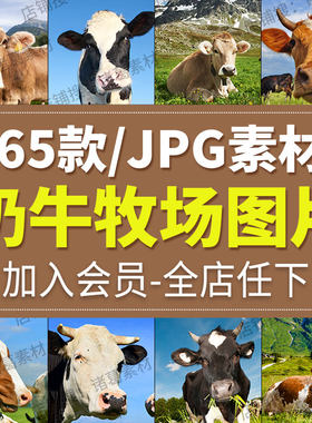高清牛图片奶牛群黄牛水牛耕田公牛犊牦牛吃草牧场草原照JPG素材