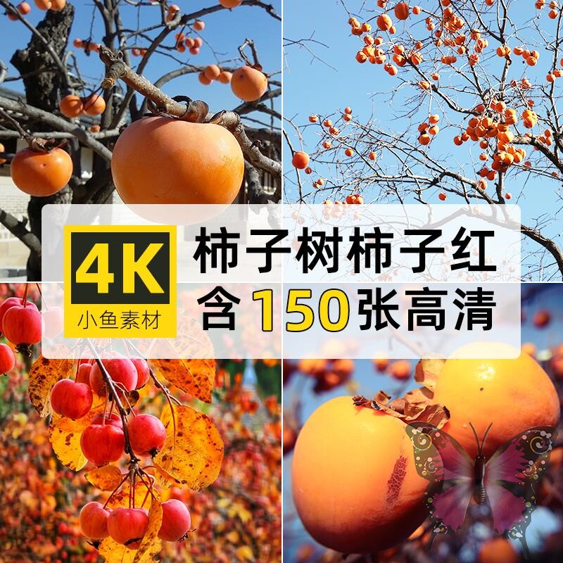 高清竖图4K柿子树红了绘画PS背景壁纸自媒体抖音摄影参考图片素材