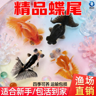 龙睛金鱼冷水观赏鱼大眼黑金鱼苗墨龙睛鱼好养耐活蝶尾金鱼活鱼