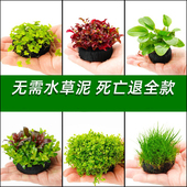 鱼缸水草植物真草活体增氧阴性新手草缸懒人水榕造景水培坨草套餐
