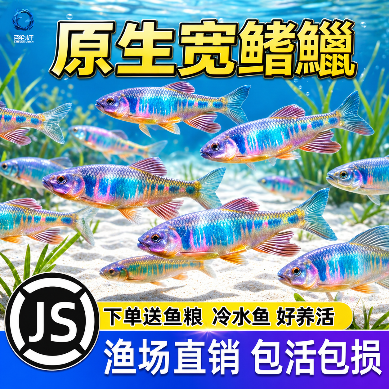 原生鱼长鳍鱲发色六安宽鳍鱲溪石斑彩马口鱼观赏冷水鱼活体淡水鱼