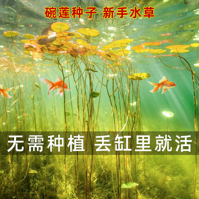 水培植物碗莲四季开花睡莲种荷花种子籽盆栽水养植物室内花卉好养