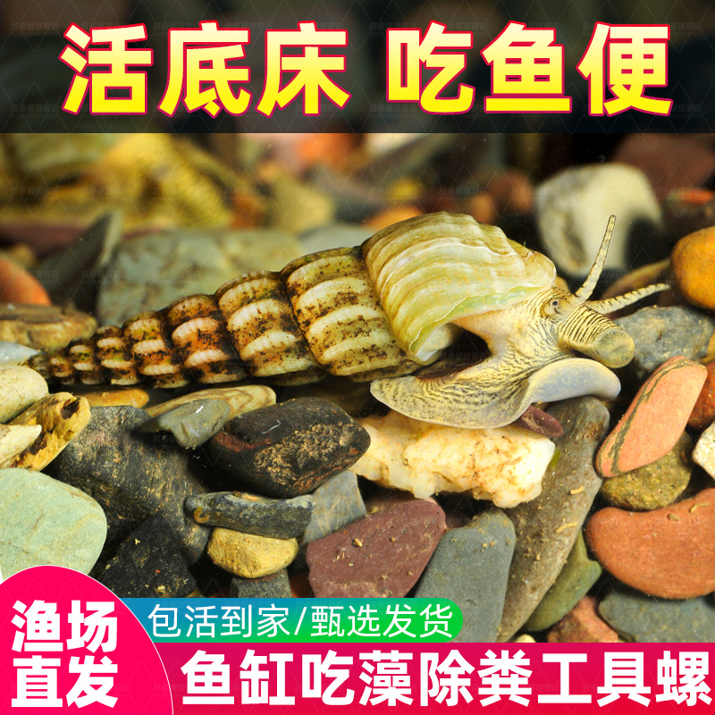 马来螺黄金观赏清洁鱼缸粪便杂质