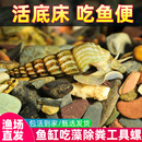 马来螺淡水观赏螺苹果螺鱼缸除藻清洁翻砂工具螺吃残食淡水螺活体