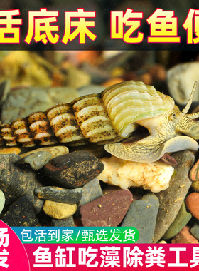 马来螺淡水观赏螺苹果螺鱼缸除藻清洁翻砂工具螺吃残食淡水螺活体