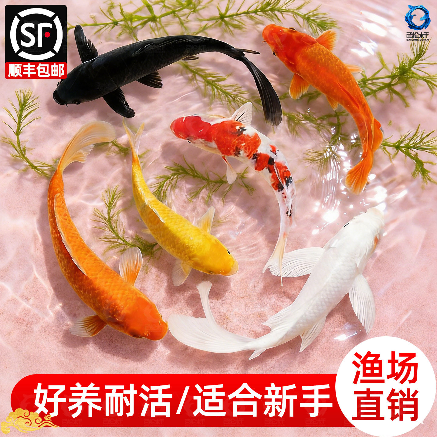 顺丰观赏鱼锦鲤鱼金鱼活鱼冷水鱼懒人鱼淡水好养耐活养鱼小金鱼,宠物/宠物食品及用品,鱼,淘宝优惠券,粉丝福利购,淘宝优惠卷