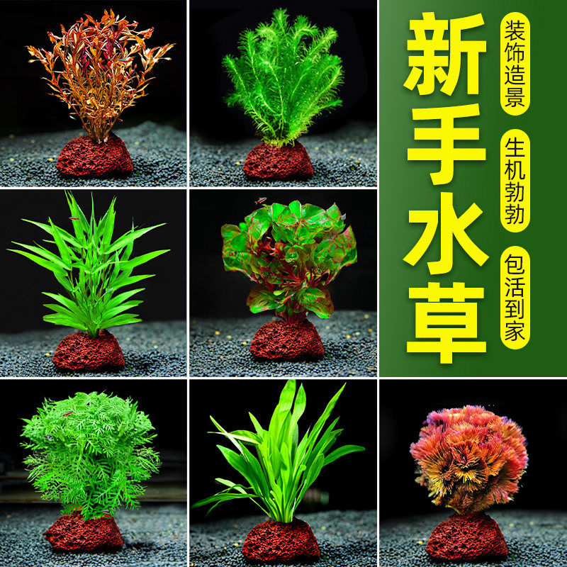 鱼缸造景摆件水草植物全套水培