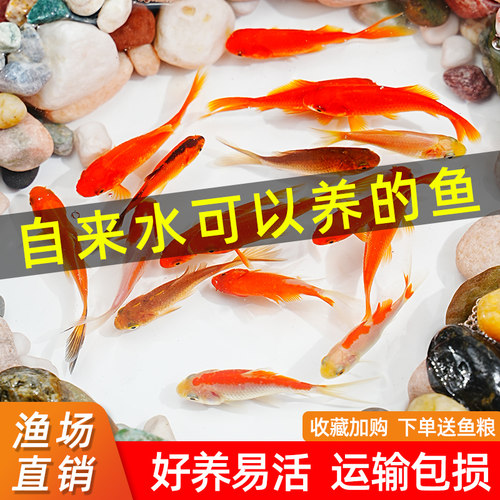 草金鱼淡水活体观赏鱼