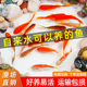 草金鱼活鱼锦鲤鱼苗观赏鱼淡水鱼冷水鱼小型耐活活体小金鱼红草金