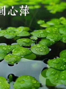 水草浮萍圆心萍净化水质水培绿植庭院办公室鱼虾龟缸造景漂浮水草