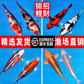顺丰锦鲤鱼活鱼观赏鱼纯种鱼大型红白冷水淡水好养耐活金鱼小鱼苗