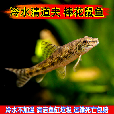 顺丰棒花鱼原生冷水鱼缸清洁鱼吃粪便龟缸清洁鱼除藻鱼似鮈鱼翻沙