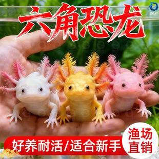 六角恐龙鱼冷水鱼蝾螈水族宠物活体六角龙淡水好养易活观赏网红鱼
