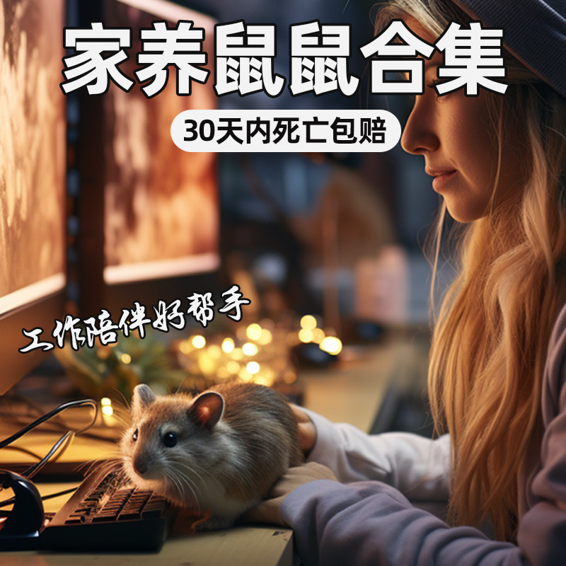 小仓鼠活物萌宠送笼子金丝熊一对银狐布丁紫仓奶茶公婆苍鼠活体,宠物/宠物食品及用品,鱼,淘宝优惠券,粉丝福利购,淘宝优惠卷