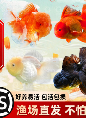 精品百褶泰狮兰寿红狮金鱼活鱼冷水淡水鱼鱼苗观赏鱼新手好养耐活