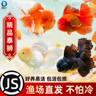 精品百褶泰狮兰寿红狮金鱼活鱼冷水淡水鱼鱼苗观赏鱼新手好养耐活