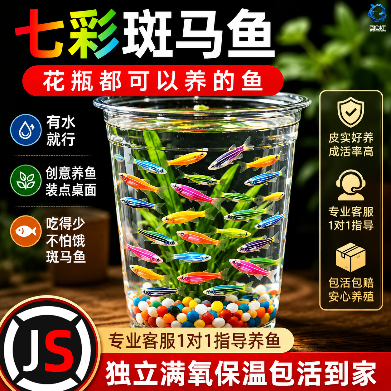 大尺寸斑马鱼热带鱼淡水观赏鱼孔雀鱼鱼苗好养耐活新手鱼冷水小型
