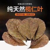 鱼缸榄仁叶泰国斗鱼懒人叶橄榄叶造景装 饰南美缸乌龟降酸调节ph值