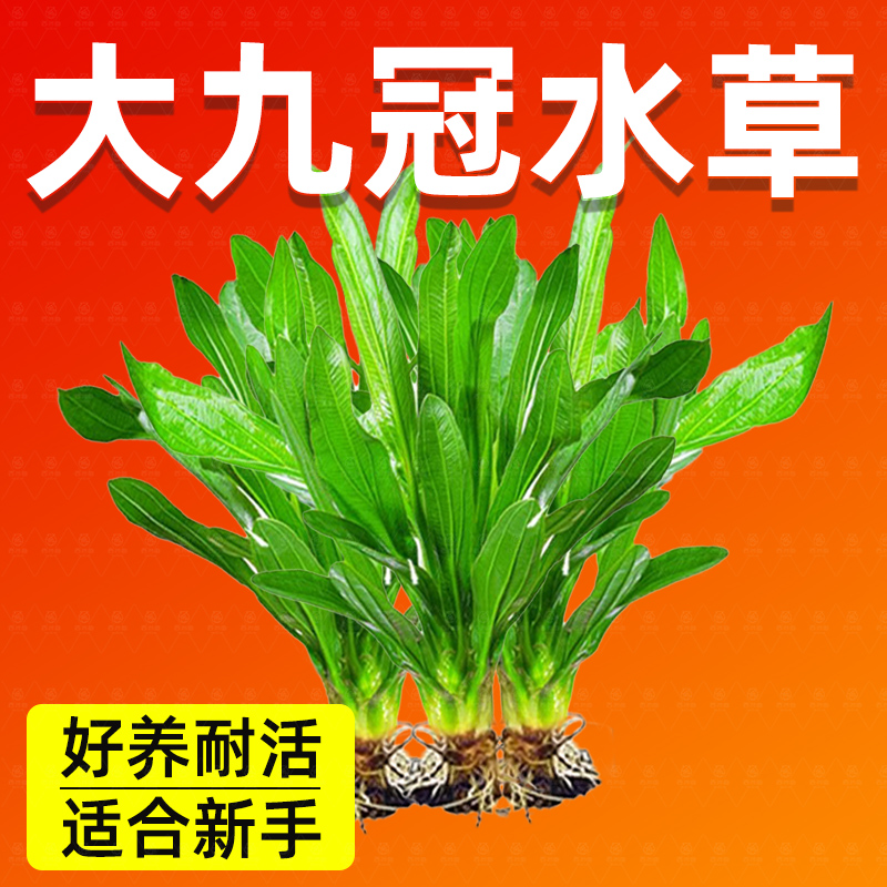 皇冠水草迷你九大叶绿鱼缸植物阴