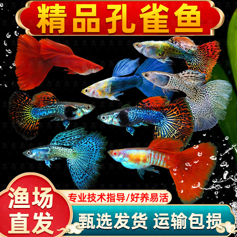 精品孔雀鱼活小型热带苗观赏新手