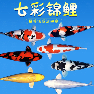 锦鲤鱼活观赏纯种大型红白冷水淡