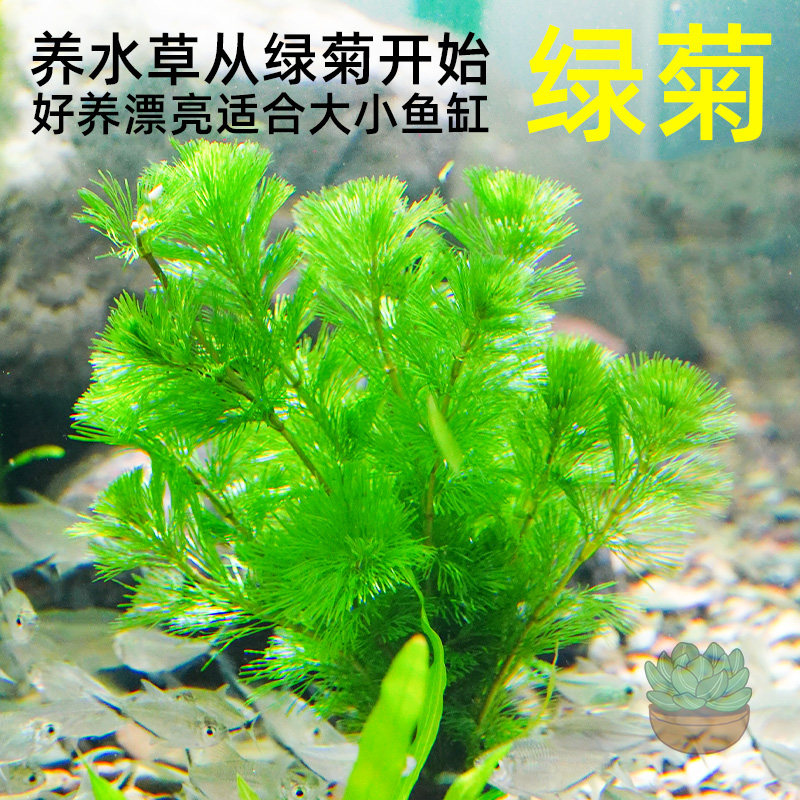 绿菊花活体真水草鱼缸水族箱松尾红菊造景淡水增氧植物阴性后景草