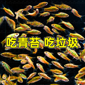 原生态冷水鱼条纹小鲃鱼活体淡水小溪鱼二须鲃群游好养耐活观赏鱼