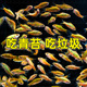 原生态冷水鱼条纹小鲃鱼活体淡水小溪鱼二须鲃群游好养耐活观赏鱼
