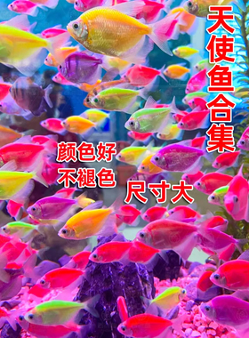 天使鱼观赏鱼耐活小型热带鱼淡水鱼彩色斑马灯科鱼群游鱼活体鱼苗