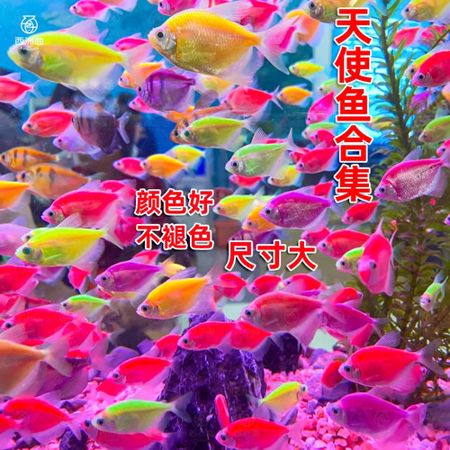 天使鱼观赏鱼耐活小型热带鱼淡水鱼彩色斑马灯科鱼群游鱼活体鱼苗