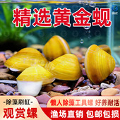 黄金蚬专吃鱼屎粪便净水河蚌冷水清道夫淡水观赏鱼清洁工具观赏螺