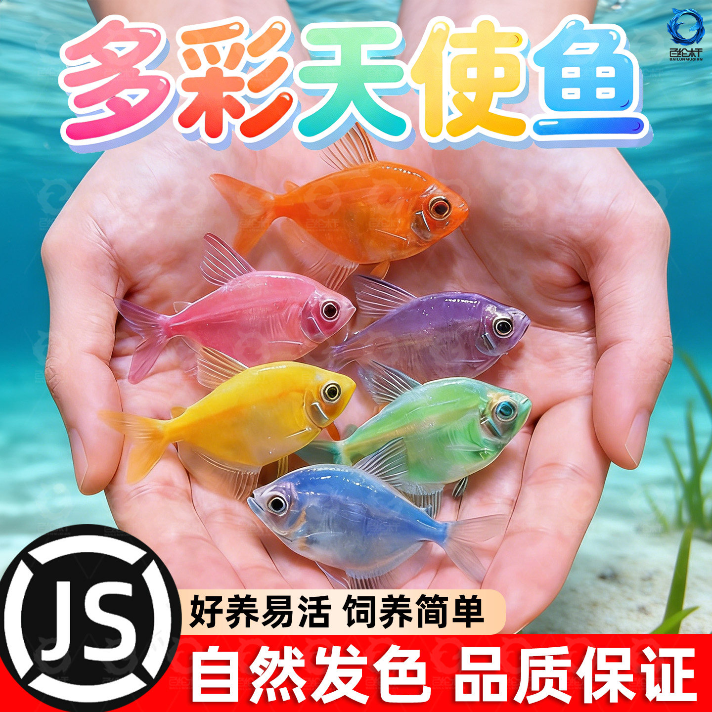 天使鱼大号观赏鱼小型淡水热带鱼七彩红天使柠檬黄好养耐活群游鱼