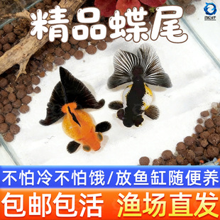 龙睛金鱼冷水观赏鱼大眼黑金鱼苗墨龙睛鱼好养耐活蝶尾金鱼活鱼
