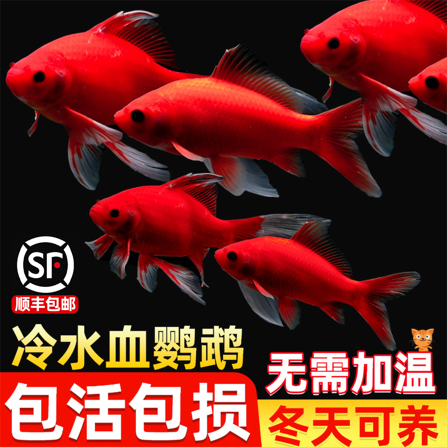 冷水鹦鹉鱼好养耐活淡水