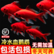 冷水鹦鹉鱼红鱼淡水好养易活冷水鱼苗观赏鱼活鱼金鱼耐活锦鲤