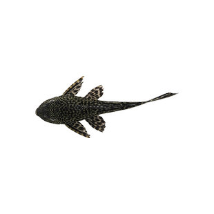 清道夫鱼缸清洁工鱼观赏热带淡水冷水专吃垃圾粪便清理藻类吃屎鱼