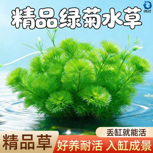 鱼缸水草活体绿菊新手好耐养绿色增氧净化水质阴性九冠水芹蜈蚣草