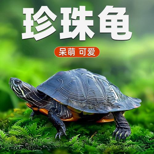 纯正珍珠龟长寿龟观赏龟好养耐活宠物龟中华花龟情侣活体迷你乌龟
