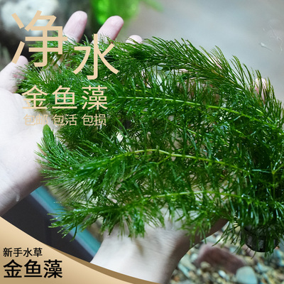 金鱼草金鱼藻蜈蚣草水草植物绿菊鱼缸造景水培草养鱼草缸绿植净水