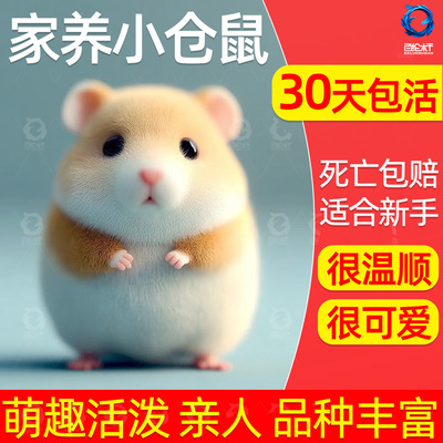 宠物小仓鼠活物家养金丝熊活体三线银狐布丁公婆奶茶可选公母