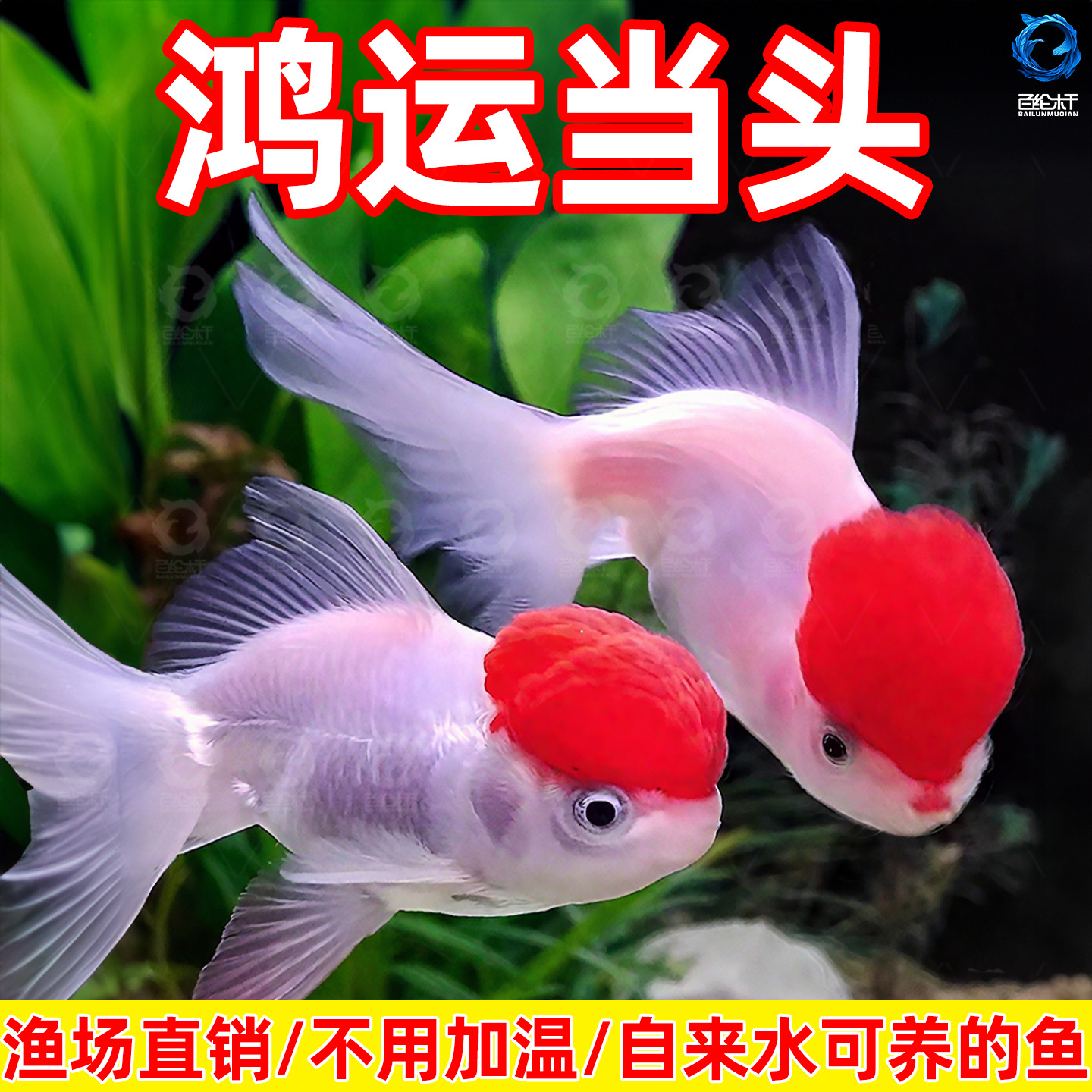 鹤顶红金鱼活鱼观赏鱼淡冷水鸿运当头小金鱼好养耐活易养活体