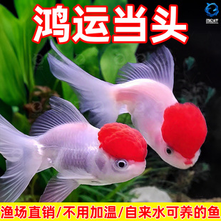鹤顶红金鱼活鱼观赏鱼淡冷水鸿运当头小金鱼好养耐活易养活体