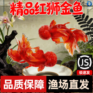 红狮金鱼国师鱼冷水鱼金鱼活鱼淡水锦鲤活体好养耐活不加温观赏鱼