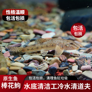 似鮈鱼不用加温原生冷水鱼翻砂工具鱼推土机除藻吃鱼便活体鱼