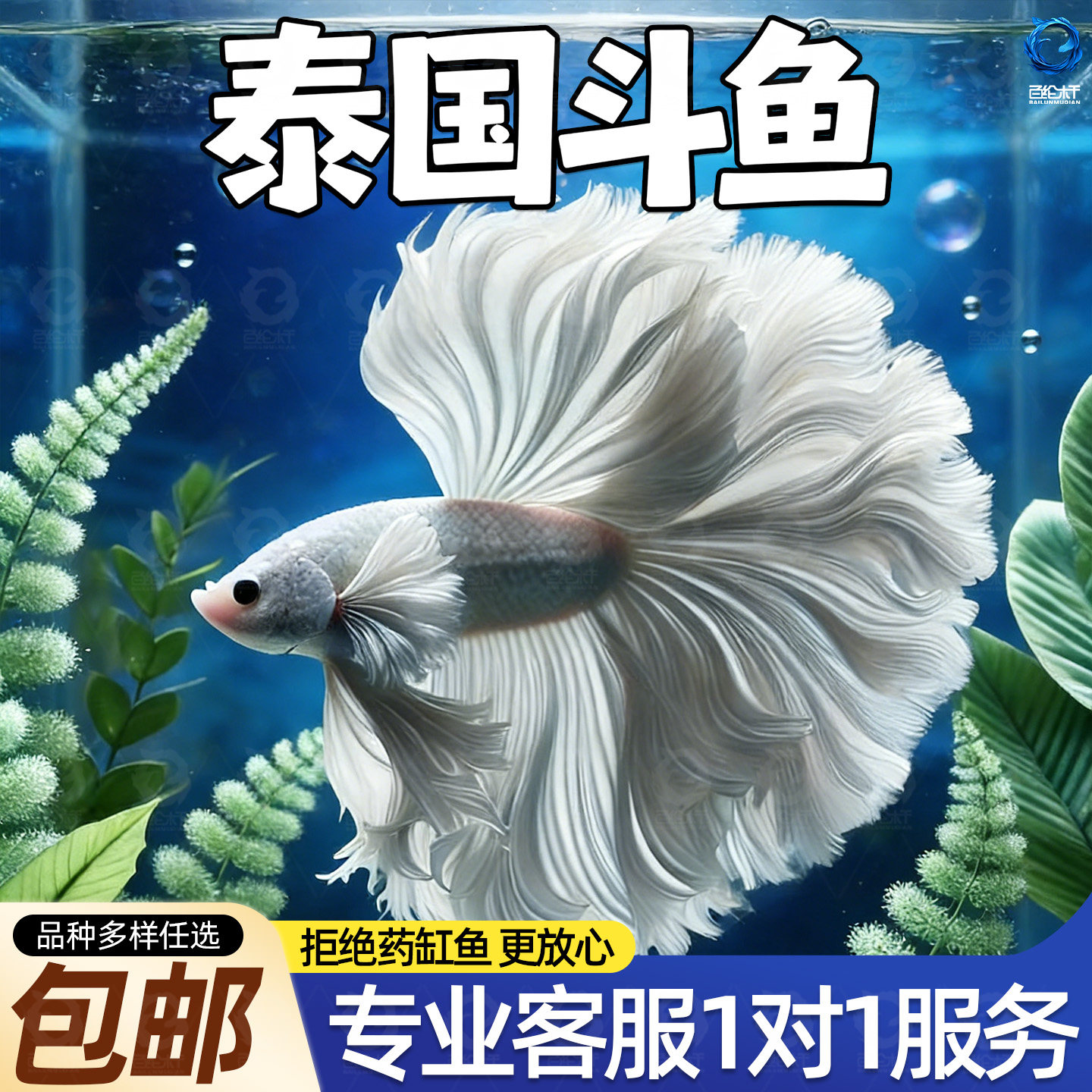 顺丰泰国斗鱼大尾巴半月公粉白超美斗鱼小型热带观赏鱼好养耐活鱼